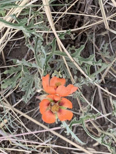 Sphaeralcea australis, photographed by Leonel Roget