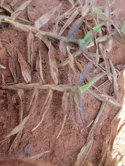 Digitaria longiflora, photographed by bat (Maria Vorontsova)