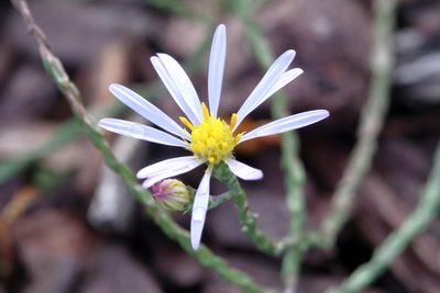 Symphyotrichum adnatum, photographed by Lauren McLaurin