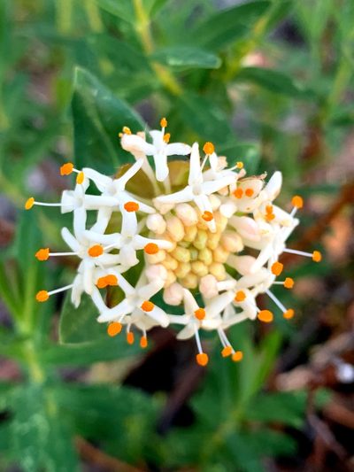 Pimelea ligustrina, photographed by Lukas Clews