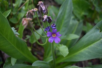 Primula parryi, photographed by John Powers