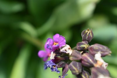 Primula parryi, photographed by John Powers