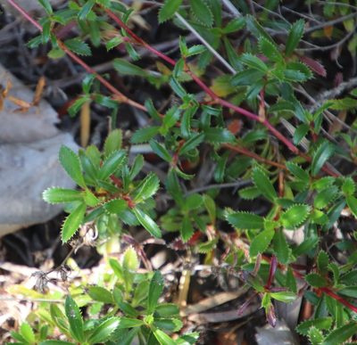 Cliffortia ferruginea, photographed by Tony Rebelo