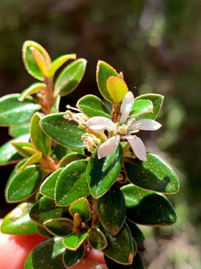 Nematolepis ovatifolia, photographed by Lukas Clews