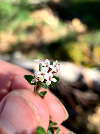 Pimelea alpina, photographed by Lukas Clews