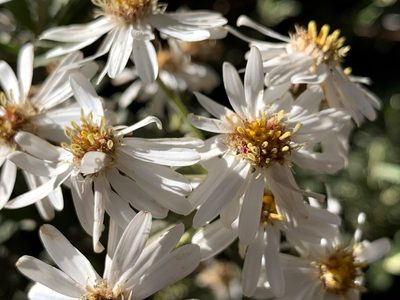 Olearia phlogopappa, photographed by Lukas Clews