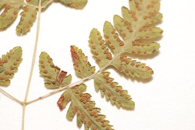 Gymnocarpium continentale, photographed by Allan Harris