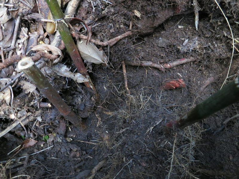 Oldeania itremoensis, photographed by bat (Maria Vorontsova)