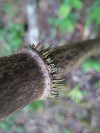 Oldeania itremoensis, photographed by bat (Maria Vorontsova)