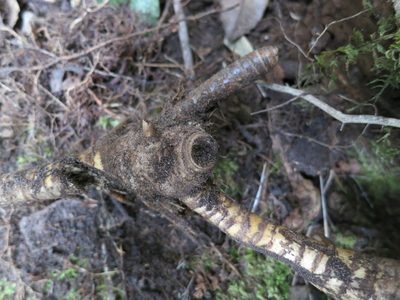 Oldeania itremoensis, photographed by bat (Maria Vorontsova)