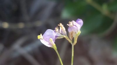 Burmannia biflora, photographed by Jay Horn