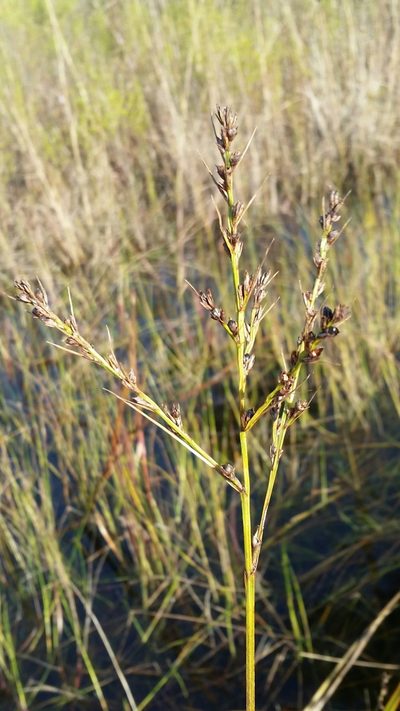 Scleria lacustris, photographed by Jay Horn