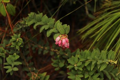 Vaccinium floribundum, photographed by Andrés Ramírez-Barrera