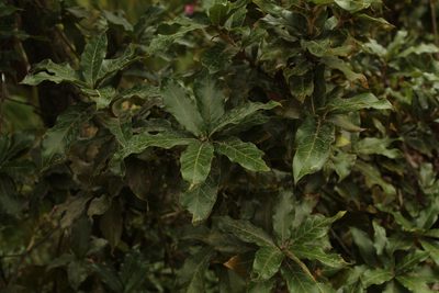 Quercus humboldtii, photographed by Andrés Ramírez-Barrera