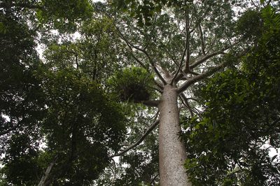 Agathis robusta, photographed by Seig