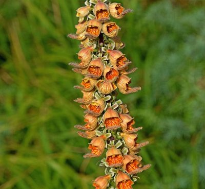 Digitalis ferruginea, photographed by Kostas Zontanos