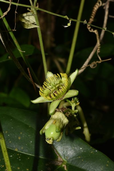 Passiflora sexocellata, photographed by Manuel Campos