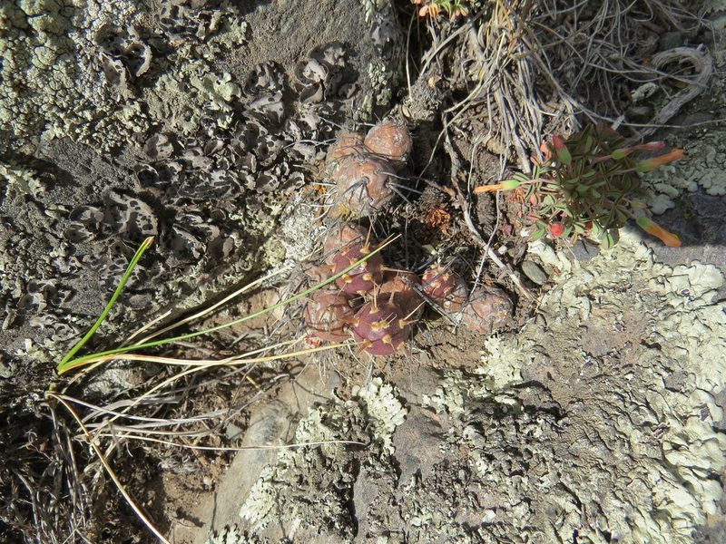 Maihueniopsis ovata, photographed by Agustín Zarco