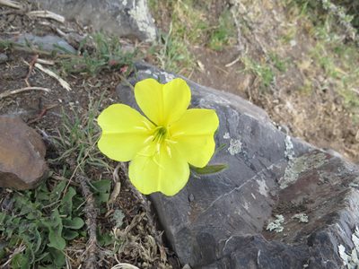 Oenothera affinis, photographed by Agustín Zarco