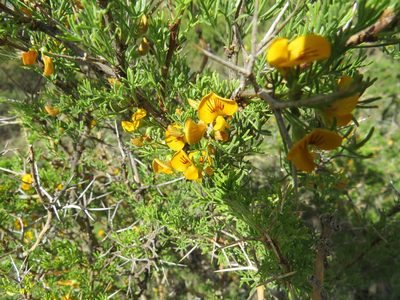 Adesmia pinifolia, photographed by Agustín Zarco