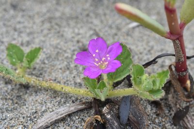 Okenia hypogaea, photographed by Manuel Campos