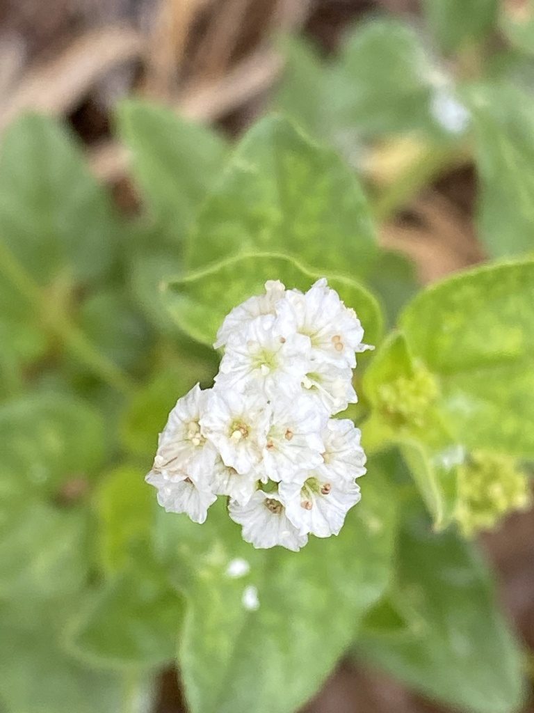 Boerhavia albiflora, photographed by Richard Fuller