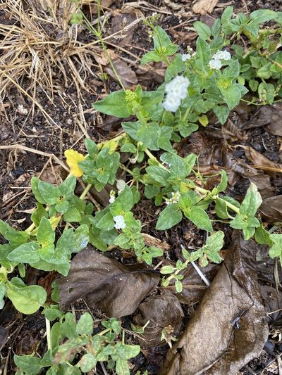 Boerhavia albiflora, photographed by Richard Fuller