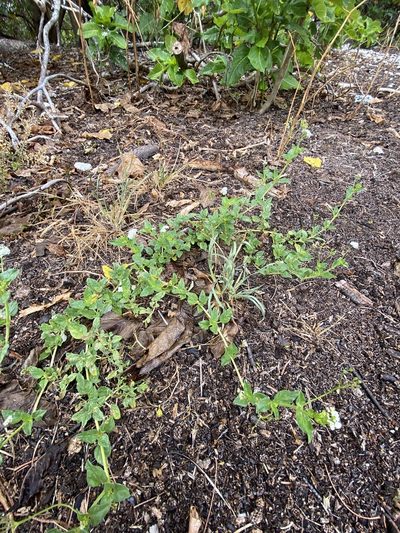 Boerhavia albiflora, photographed by Richard Fuller