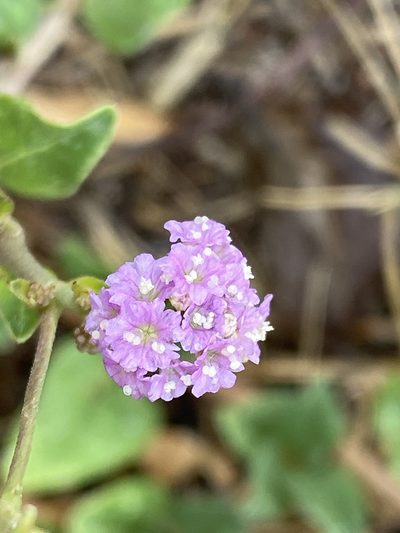 Boerhavia albiflora, photographed by Richard Fuller