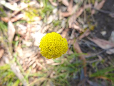 Craspedia variabilis, photographed by Kiri Bee