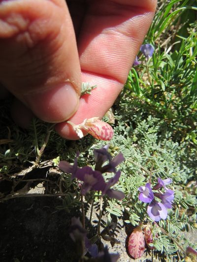 Astragalus arnottianus, photographed by Agustín Zarco