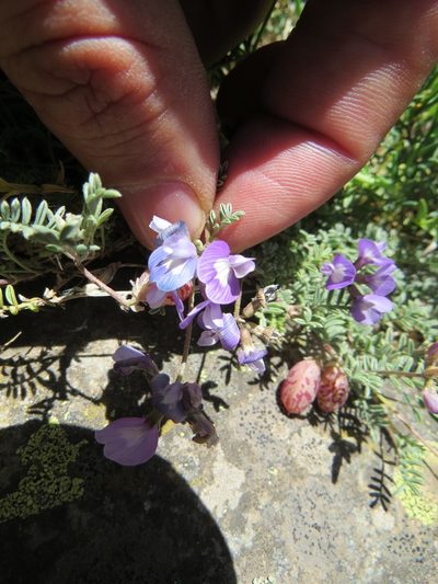 Astragalus arnottianus, photographed by Agustín Zarco