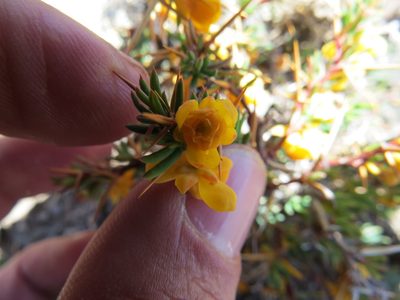 Berberis empetrifolia, photographed by Agustín Zarco