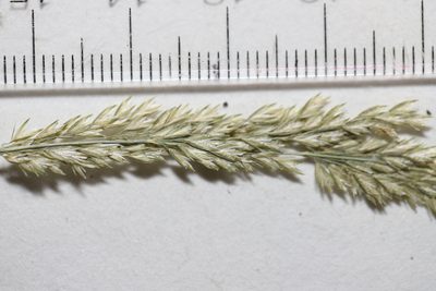 Sphenopholis intermedia, photographed by Allan Harris