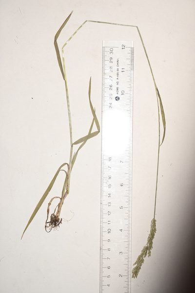 Sphenopholis intermedia, photographed by Allan Harris