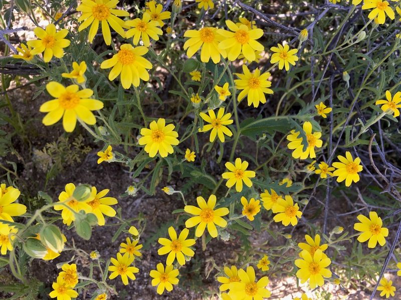 Eriophyllum ambiguum, photographed by desertnaturalist