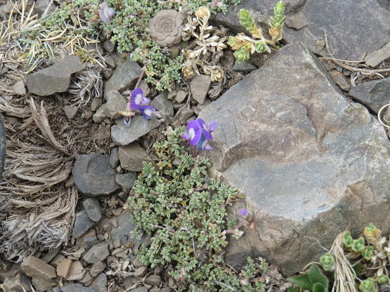 Astragalus arnottianus, photographed by Agustín Zarco