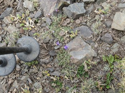 Astragalus arnottianus, photographed by Agustín Zarco