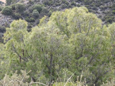 Pinus pinceana, photographed by Leticia Jiménez Hernández