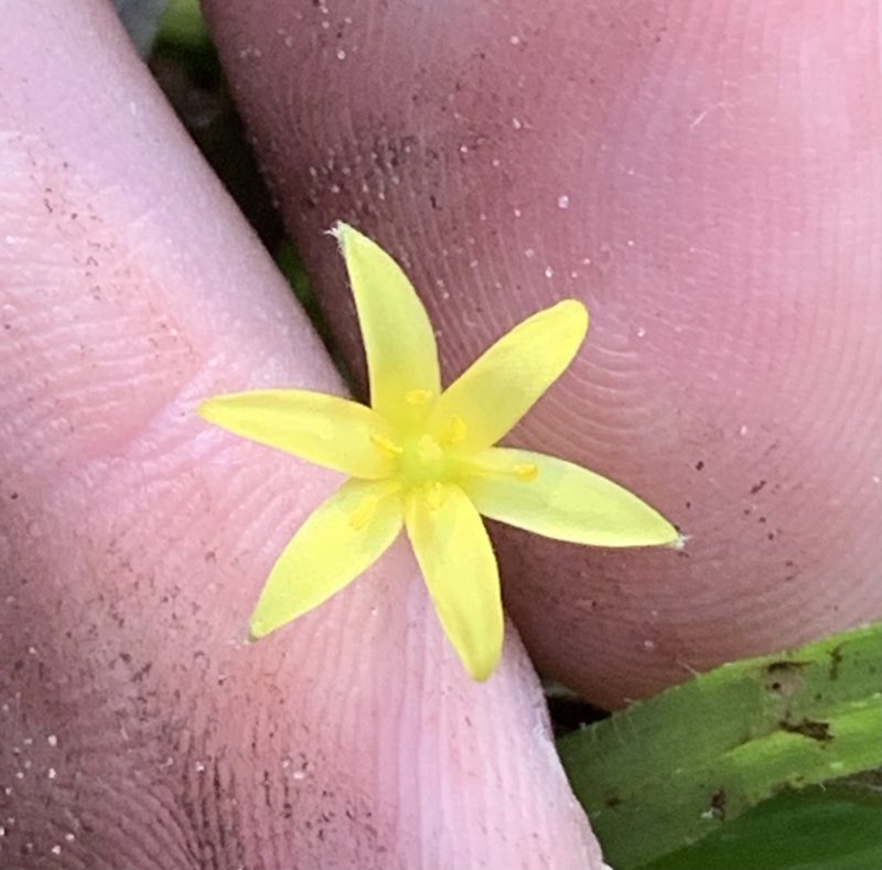 Hypoxis wrightii, photographed by natalie