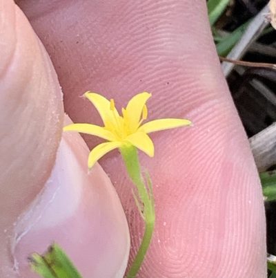 Hypoxis wrightii, photographed by natalie