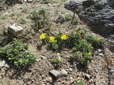 Gutierrezia baccharoides, photographed by Agustín Zarco