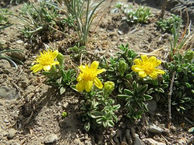 Gutierrezia baccharoides, photographed by Agustín Zarco