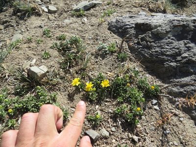 Gutierrezia baccharoides, photographed by Agustín Zarco