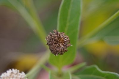 Scalesia pedunculata, photographed by Don Johnston