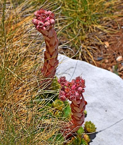 Sempervivum marmoreum, photographed by Kostas Zontanos