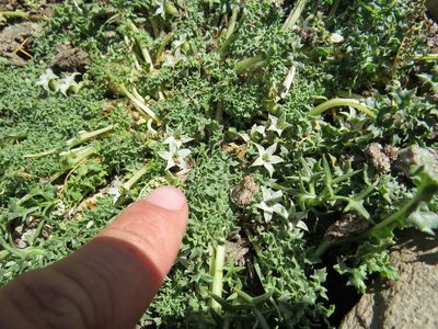 Jaborosa caulescens, photographed by Agustín Zarco