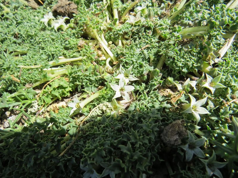 Jaborosa caulescens, photographed by Agustín Zarco
