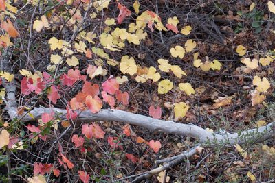 Vitis californica, photographed by Ken-ichi Ueda