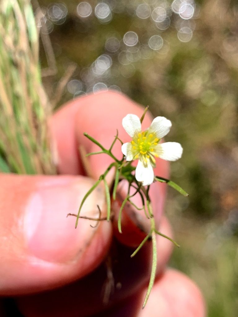 Ranunculus millanii, photographed by Lukas Clews